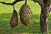 ARTOCARPUS HETEROPHYLLUS PROTECTED FROM ANIMALS BY WOVEN COCONUT LEAVES