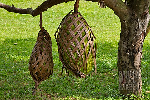 ARTOCARPUS_HETEROPHYLLUS_PROTECTED_FROM_ANIMALS_BY_WOVEN_COCONUT_LEAVES