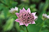 ASTRANTIA MAXIMA