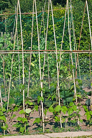 RUNNER_BEANS_WITH_BAMBOO_SUPPORTS_AND_PROTECTIVE_NETTING