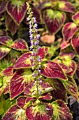 PLECTRANTHUS SCUTELLARIOIDES IN BLOOM