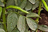 BROAD BEAN MASTERPIECE GREEN LONGPODS INFECTED BY CHOCOLATE SPOT