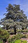 CEDRUS ATLANTICA GLAUCA