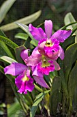 BRASSOLAELIOCATTLEYA ORCHID