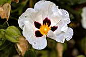 CISTUS SNOWFIRE