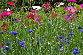 COSMOS BIPINNATUS SENSATION MIXED AND CORNFLOWER DOUBLE DARK BLUE