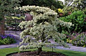 CORNUS CONTROVERSA VARIEGATA