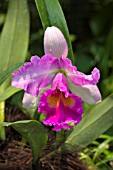 CATTLEYA ORCHID