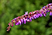 DESMODIUM TILIIFOLIUM