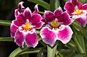 MILTONIOPSIS HAWAIIAN WATERS