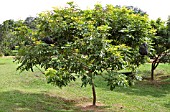 DIMOCARPUS LONGAN WITH BLACK PLASTIC NET BAGS FOR PROTECTING THE FRUIT FROM INSECTS AND ANIMALS