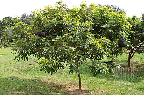 DIMOCARPUS_LONGAN_WITH_BLACK_PLASTIC_NET_BAGS_FOR_PROTECTING_THE_FRUIT_FROM_INSECTS_AND_ANIMALS