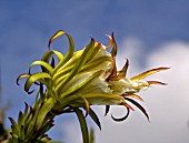 HYLOCEREUS FLOWER