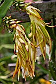 HYLOCEREUS FLOWER