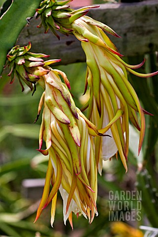 HYLOCEREUS_FLOWER