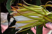 HYLOCEREUS FLOWER