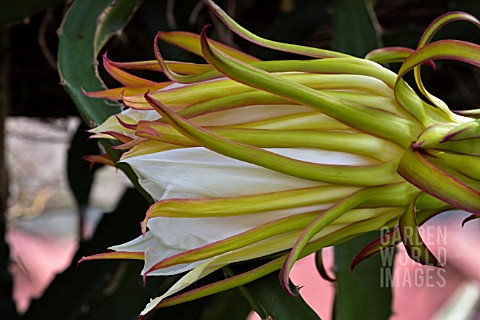 HYLOCEREUS_FLOWER