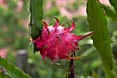 HYLOCEREUS FRUIT