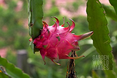 HYLOCEREUS_FRUIT