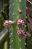 HYLOCEREUS BUDS