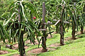 HYLOCEREUS GROWING ON WOODEN SUPPORTS