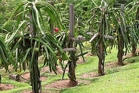 HYLOCEREUS_GROWING_ON_WOODEN_SUPPORTS