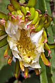 HYLOCEREUS FLOWER