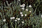 ERICA TETRALIX ALBA MOLLIS