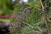 FOENICULUM VULGARE