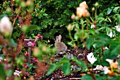 RABBIT VISITING A ROSE GARDEN