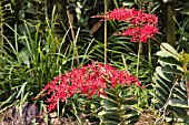 RENANTHERA SINGAPOREANS