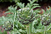 CYNARA CARDUNCULUS GROS VERT DE LAON