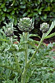 CYNARA CARDUNCULUS GROS VERT DE LAON