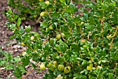 RIBES GROSSULARIA, GOOSEBERRY WHITE LION