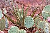 YUCCA WITH PRICKLY PEAR CACTUS