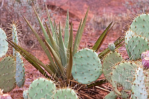 YUCCA_WITH_PRICKLY_PEAR_CACTUS