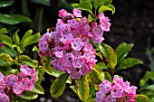 KALMIA LATIFOLIA L AMOUR