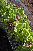 LETTUCE GROWING UNDER WIRE NETTING TO DETER RABBITS AND DEER