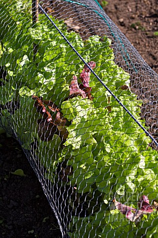 LETTUCE_GROWING_UNDER_WIRE_NETTING_TO_DETER_RABBITS_AND_DEER