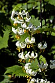 LILIUM MARTAGON VAR ALBUM