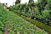 LOST GARDENS OF HELIGAN, PRUNING FRUIT TREES IN THE VEGETABLE GARDEN