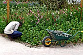 LOST GARDENS OF HELIGAN, GARDENER WORKING IN THE FLOWER GARDEN