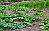 LOST GARDENS OF HELIGAN, VEGETABLE GARDEN