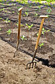 GARDEN FORKS AND NET COVERED VEGETABLE ROWS