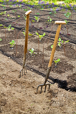 GARDEN_FORKS_AND_NET_COVERED_VEGETABLE_ROWS