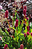 PERSICARIA MILLETII