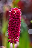 PERSICARIA MILLETII