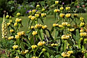 PHLOMIS RUSSELIANA AGM