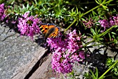 PHUOPSIS STYLOSA WITH BUTTERFLY