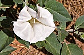 DATURA WRIGHTII